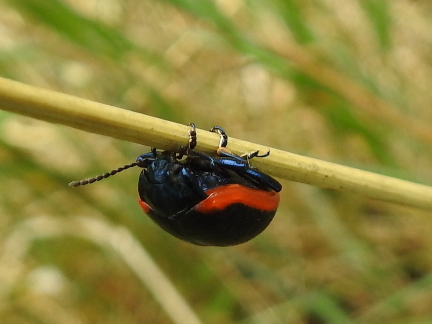 Chrysolina rossia - trapézhátú szegélyeslevelész