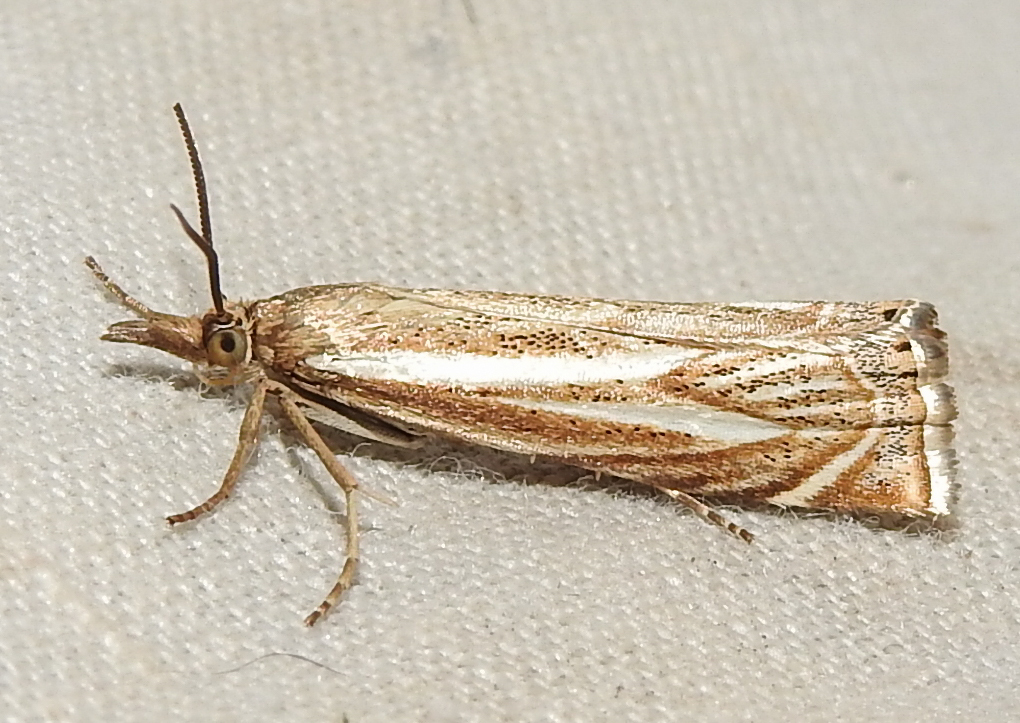 Xanthocrambus lucellus - zegzugos fűgyökérmoly