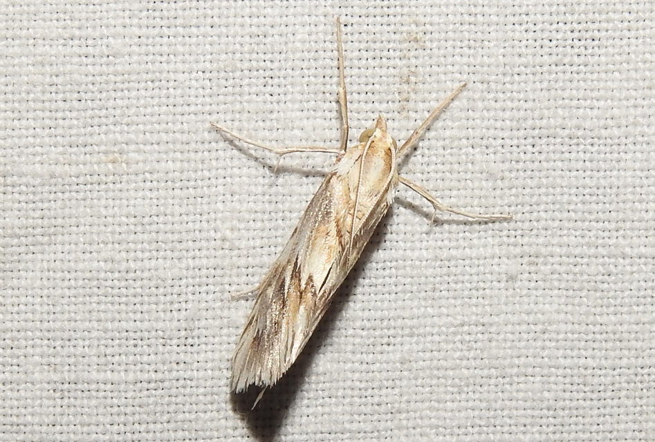 Cynaeda dentalis - gyakori ciframoly