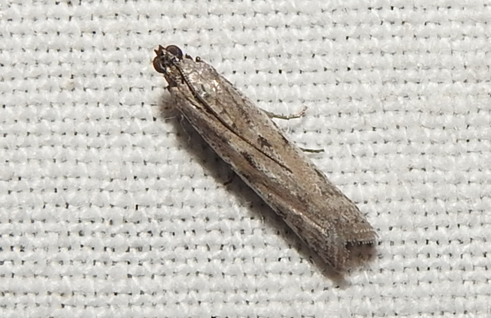 Phycitodes