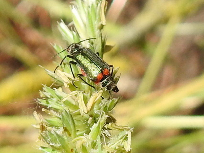 Clanoptilus