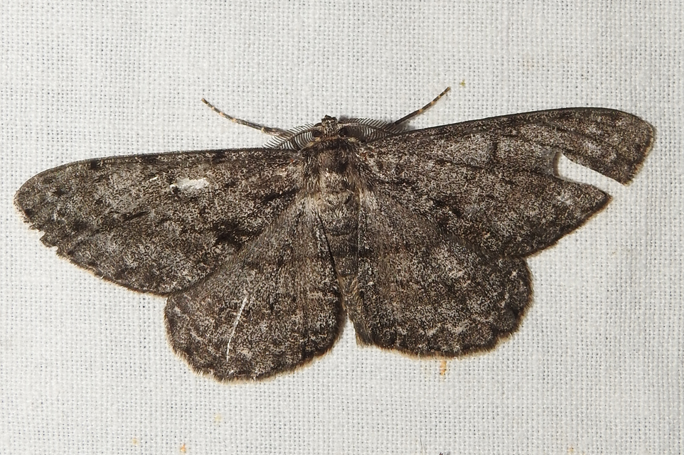 Hypomecis roboraria - nagy tölgyfaaraszoló