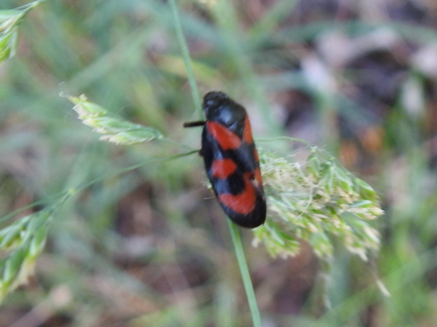 Cercopis
