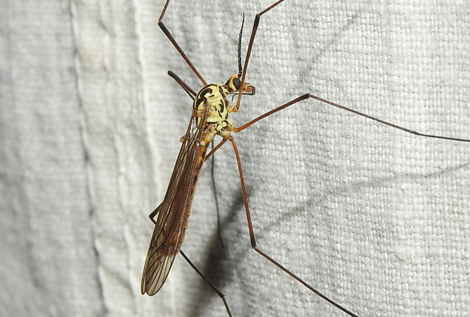 Nephrotoma