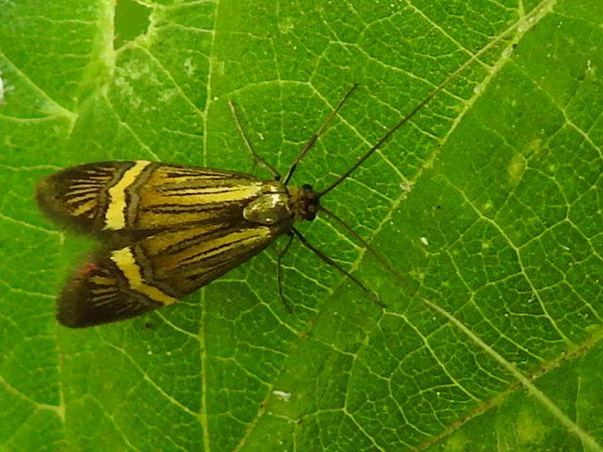 Nemophora degeerella - pompás tőrösmoly