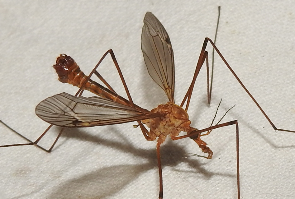 Tipula