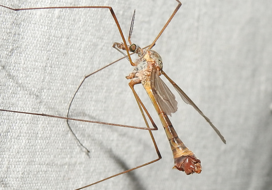Tipula
