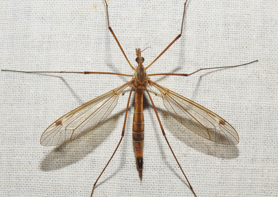 Tipula