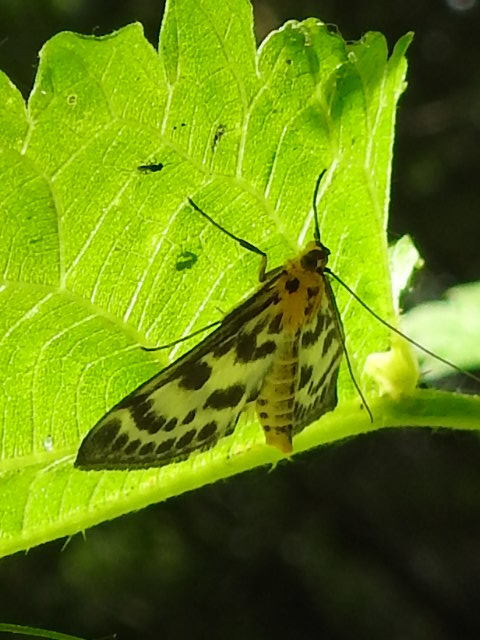 Anania hortulata - tarka csalánmoly