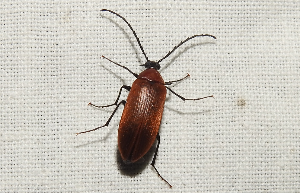 Pseudocistela ceramboides - narancssárga alkonybogár