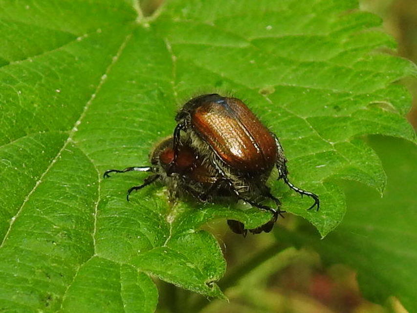 Phyllopertha horticola - kerti szipoly