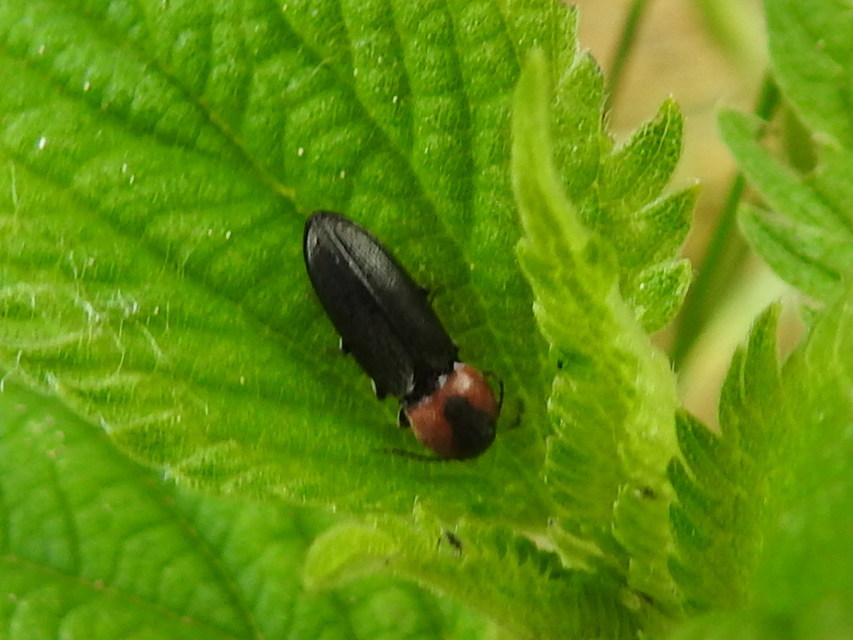 Cardiophorus discicollis - korongfoltos szívespattanó