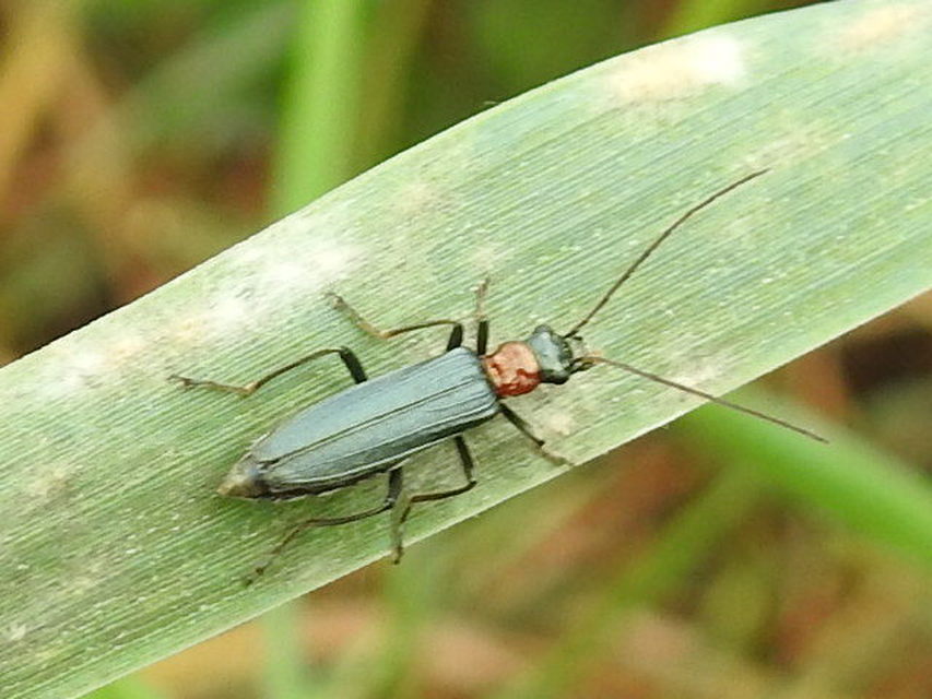 Oedemera croceicollis - pirostorú álcincér