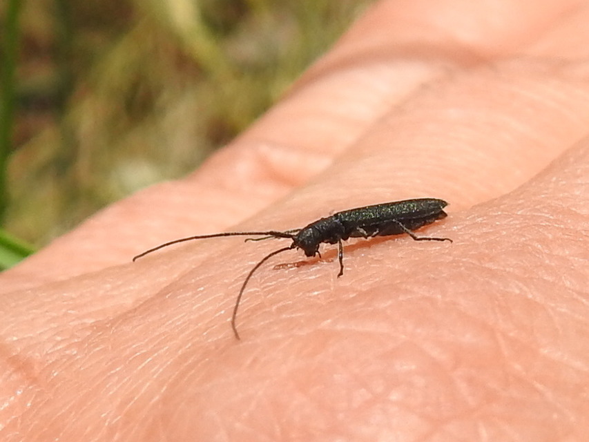 Theophilea subcylindricollis - hengeres szalmacincér