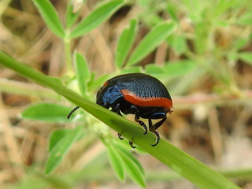 Chrysolina rossia - trapézhátú szegélyeslevelész