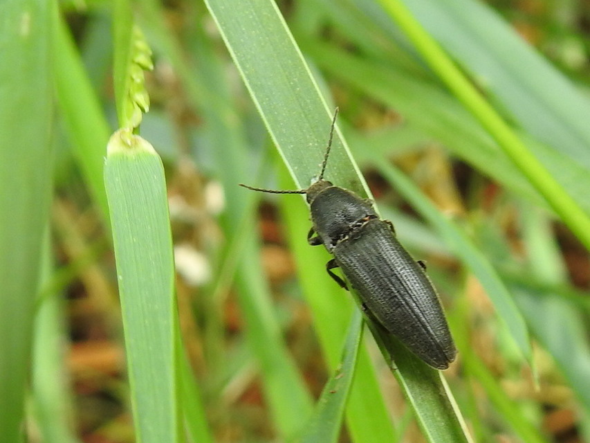 Melanotus