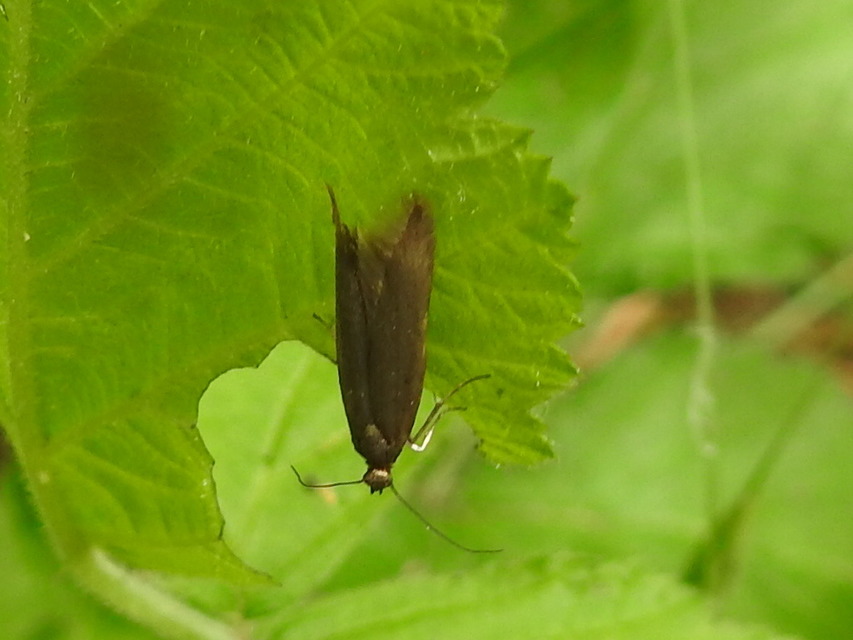 Scythrididae - zöldmolyfélék