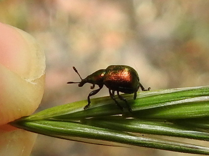Byctiscus populi - nyárfa-levélsodró