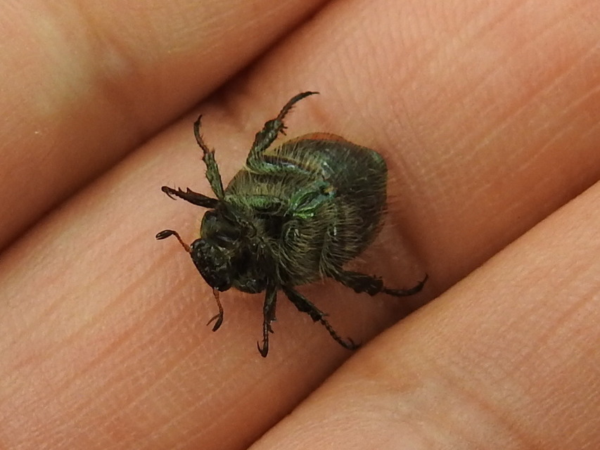 Phyllopertha horticola - kerti szipoly