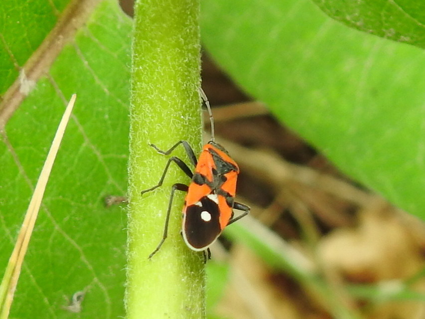 Lygaeus equestris/simulans