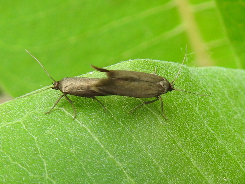 Scythrididae - zöldmolyfélék