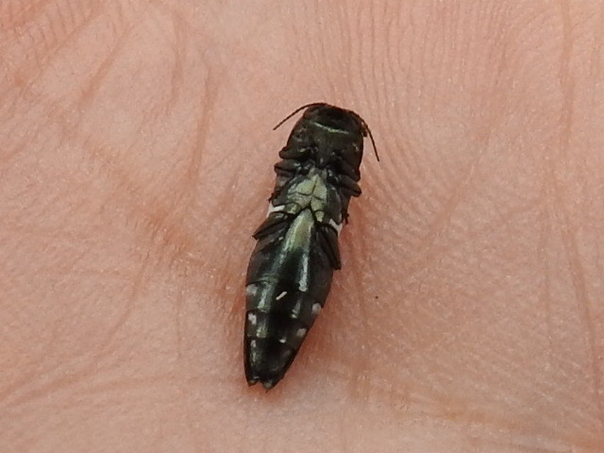 Agrilus ater - hatpettyes karcsúdíszbogár