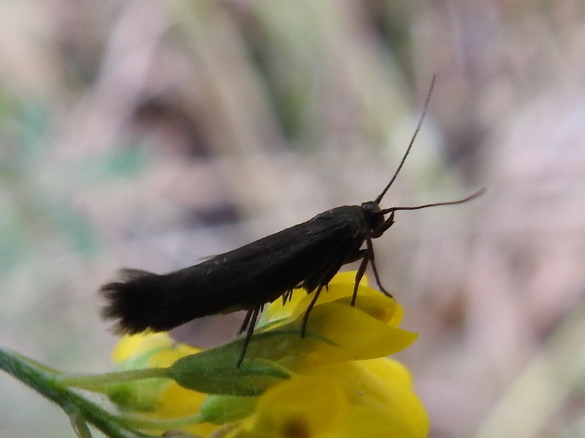 Scythrididae - zöldmolyfélék
