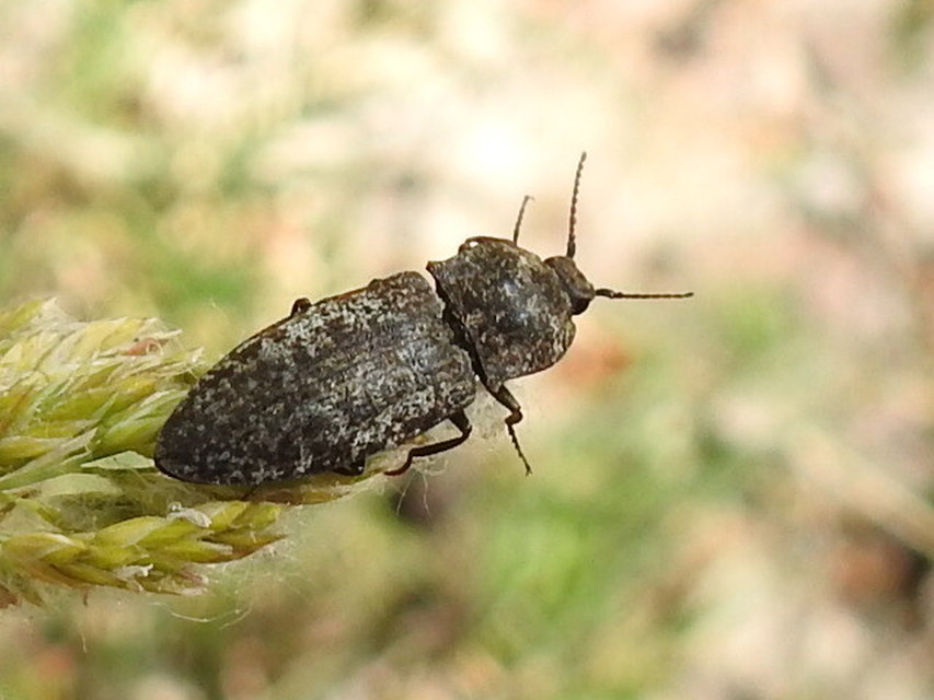 Agrypnus murinus - egérszínű pikkelyespattanó