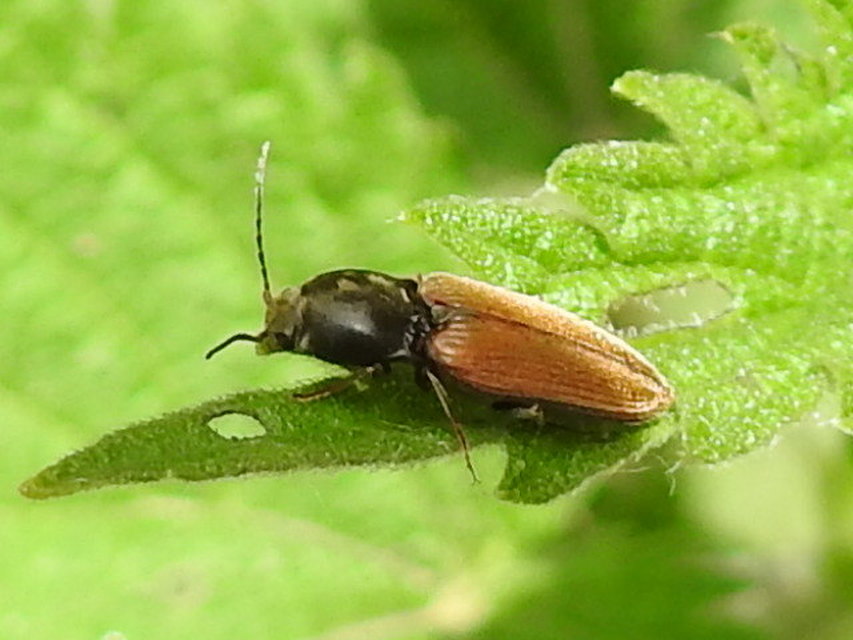 Dicronychus cinereus - szürke szívespattanó