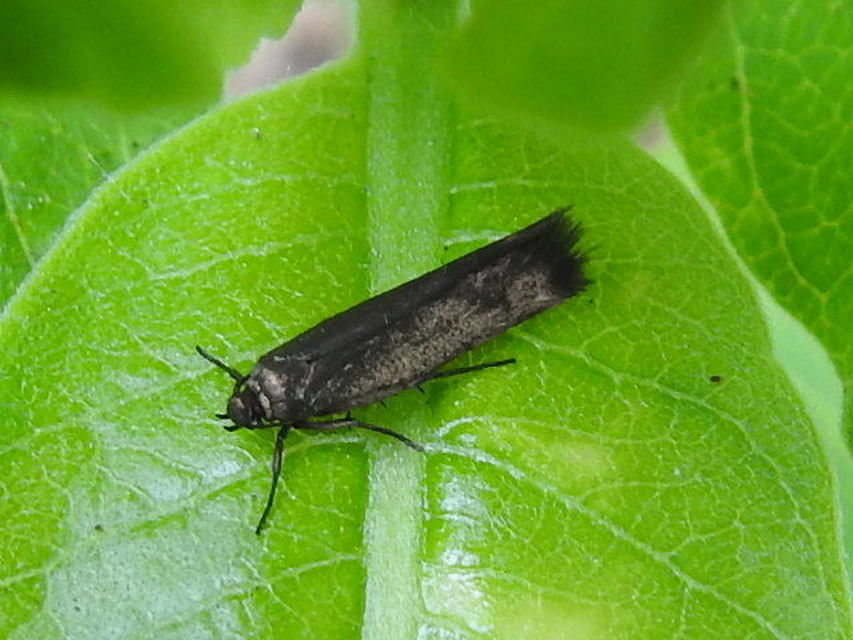 Scythrididae - zöldmolyfélék