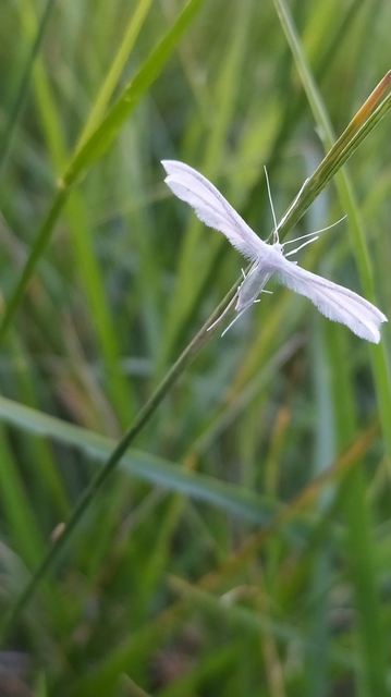 Pterophorus pentadactyla - fehér tollasmoly