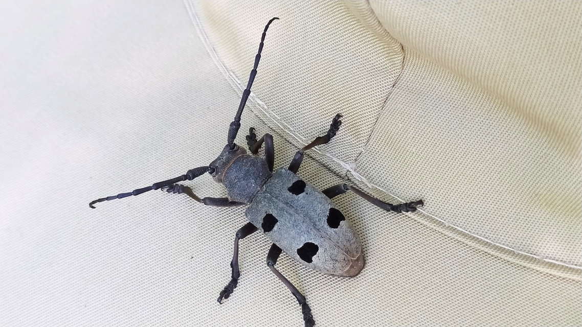 Morimus asper funereus - gyászcincér