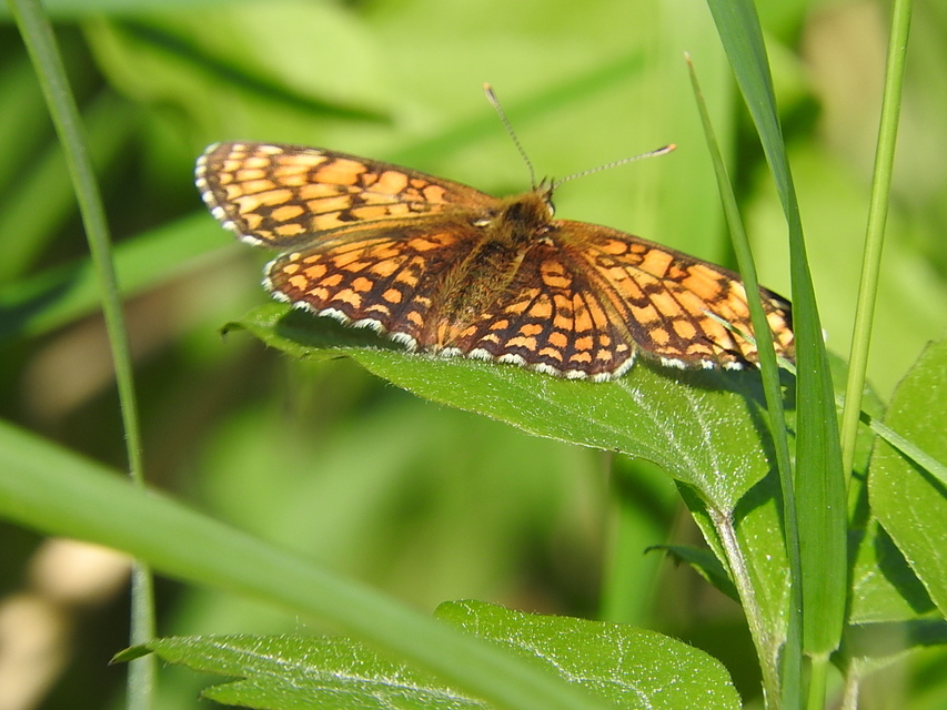 Melitaea athalia - közönséges tarkalepke