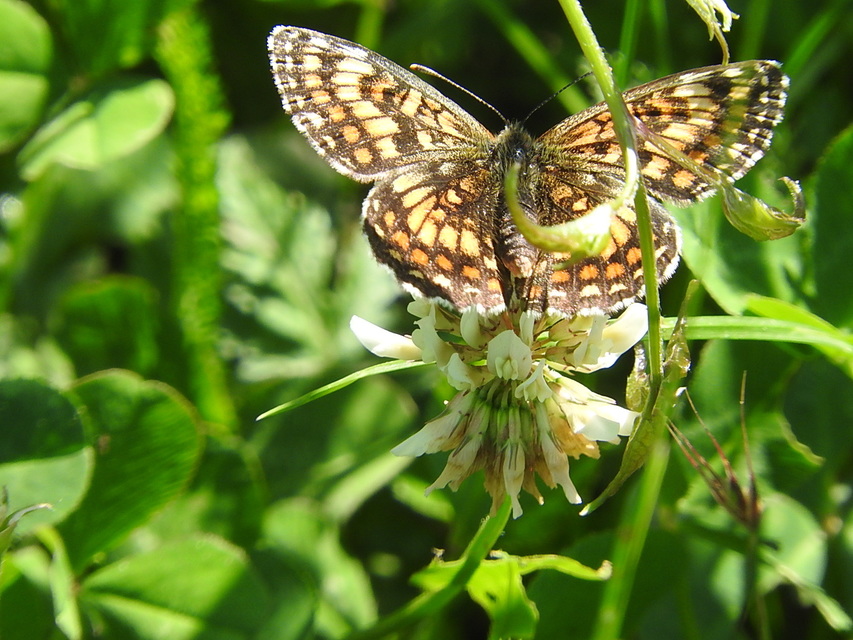 Melitaea diamina - kockás tarkalepke
