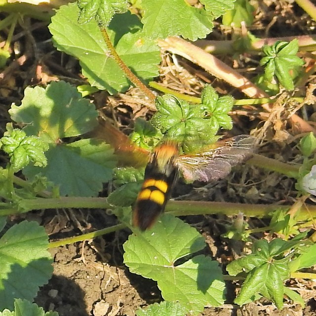 Megascolia maculata - óriás-tőrösdarázs