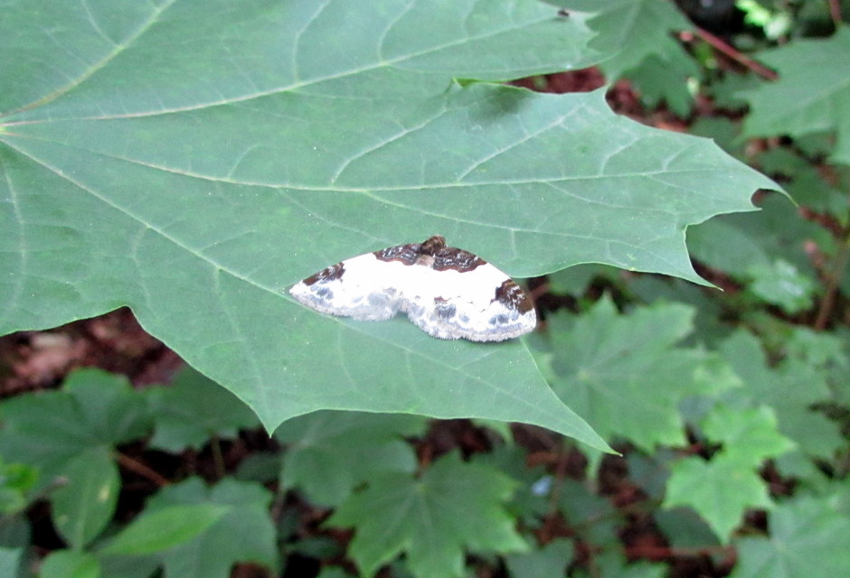 Mesoleuca albicillata - tarka fűzfaaraszoló