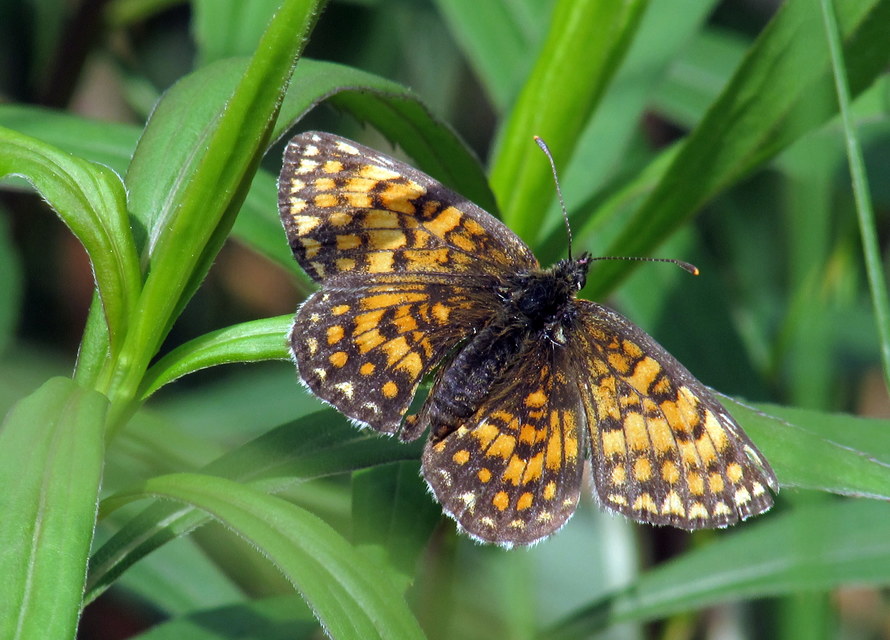 Melitaea athalia - közönséges tarkalepke