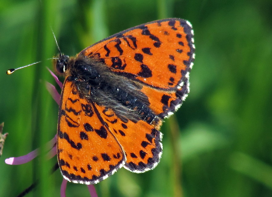 Melitaea didyma - tüzes tarkalepke