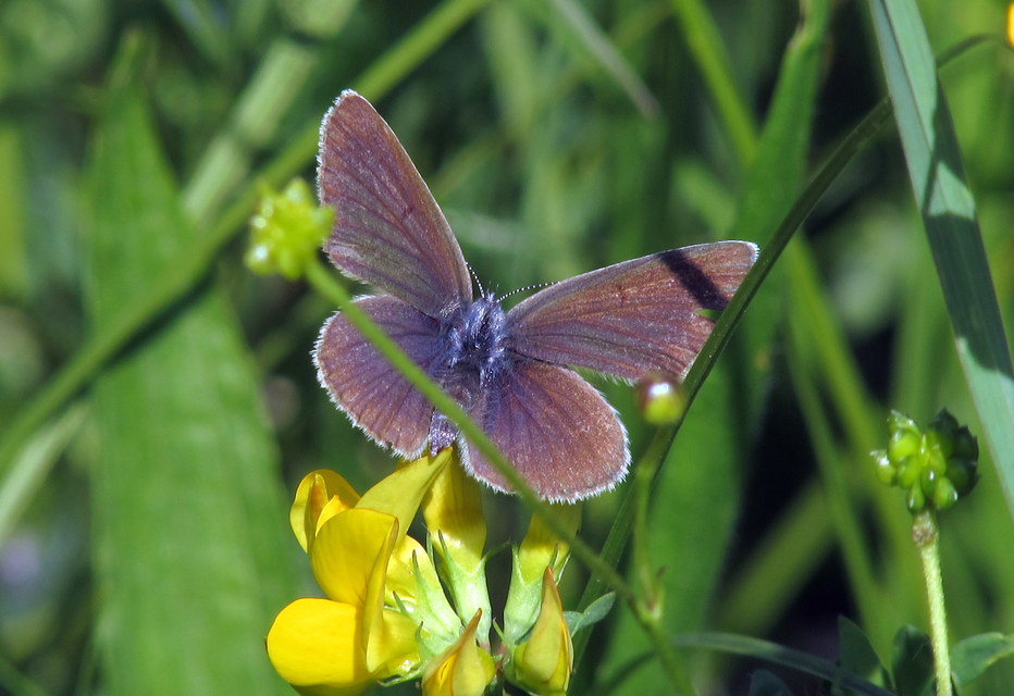 Cyaniris semiargus - aprószemes boglárka