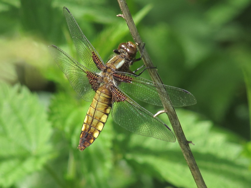 Libellula depressa - széles laposacsa