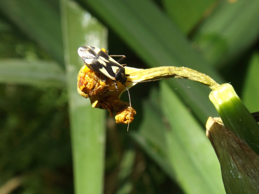 Grypocoris sexguttatus - hatpettyes díszpoloska Grypocoris sexguttatus - hatpettyes díszpoloska