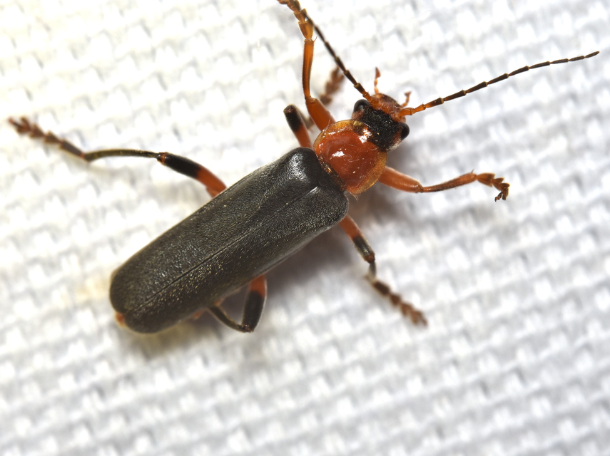Cantharis livida - mezei lágybogár