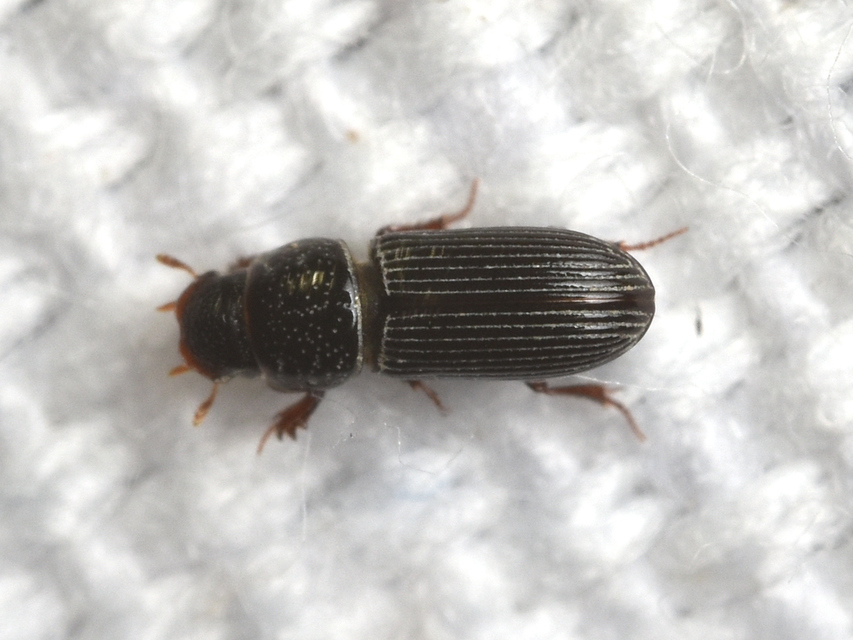 Pleurophorus caesus - hengeres trágyabogár