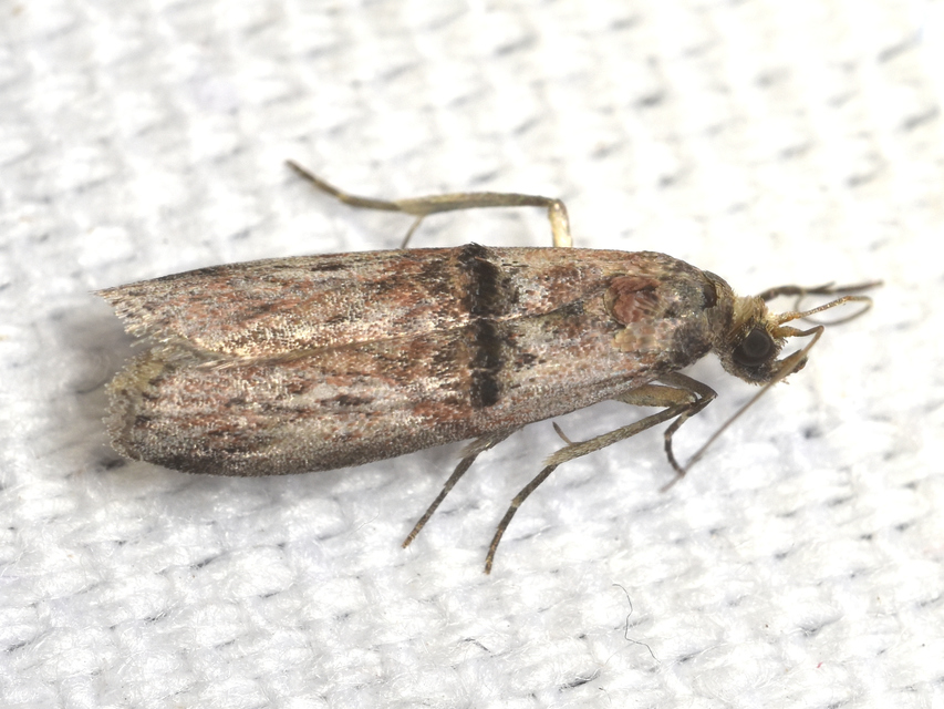 Nephopterix angustella - kecskerágó-karcsúmoly