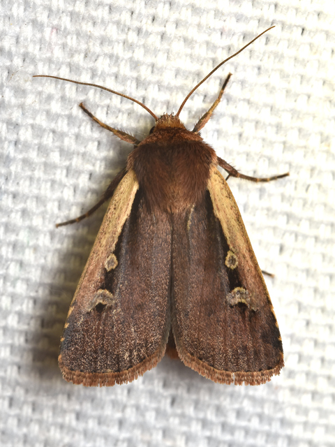 Ochropleura plecta - fehérszegélyű fűbagoly