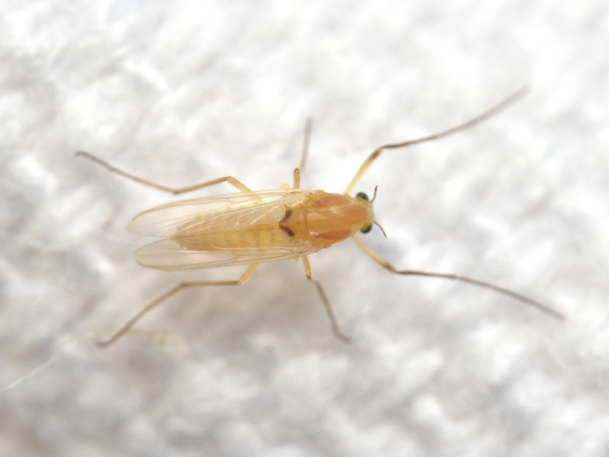Chironomidae - árvaszúnyogok