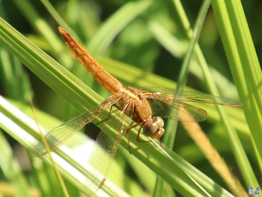 Crocothemis erythraea - skarlát szitakötő