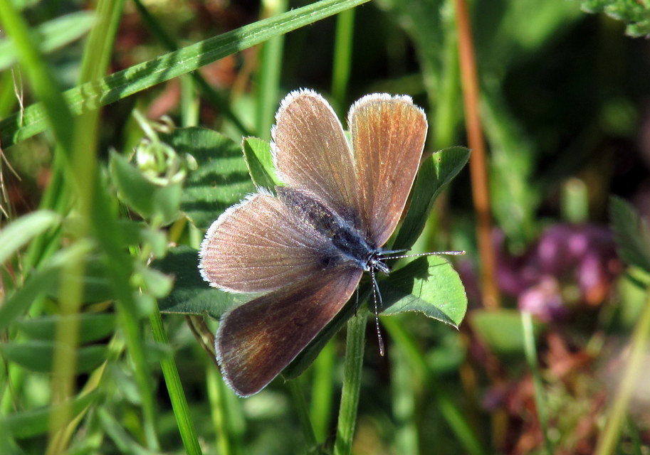 Cyaniris semiargus - aprószemes boglárka