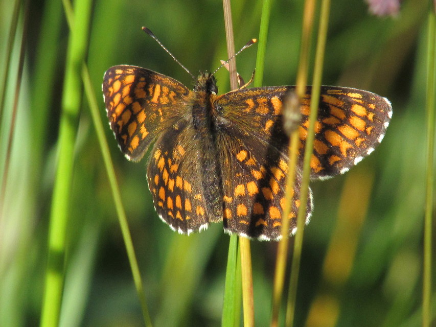 Melitaea athalia - közönséges tarkalepke