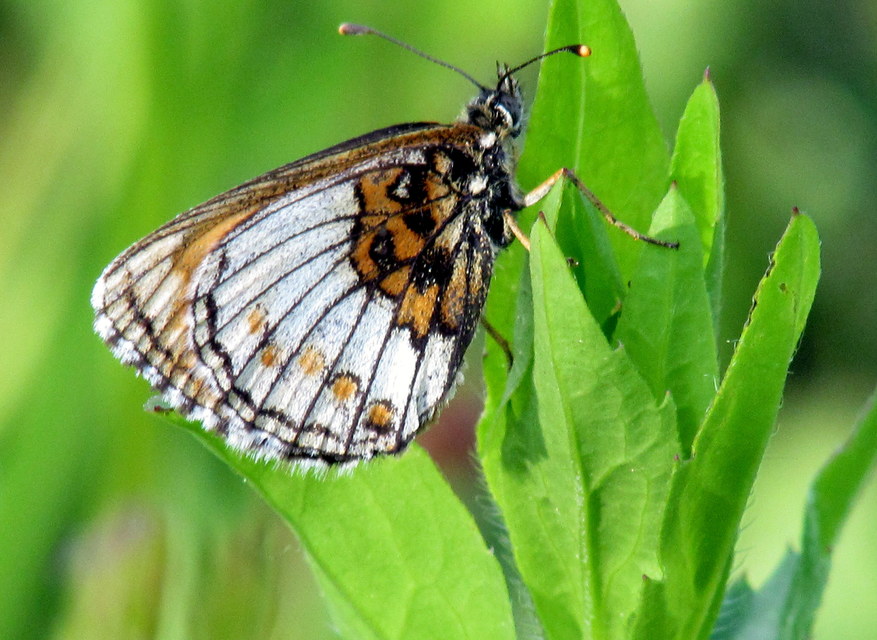 Melitaea athalia - közönséges tarkalepke